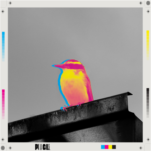 Entre alas y concreto