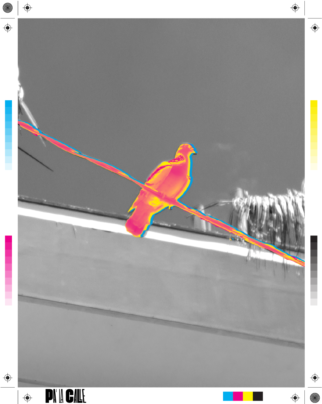 Pájaros en la ciudad