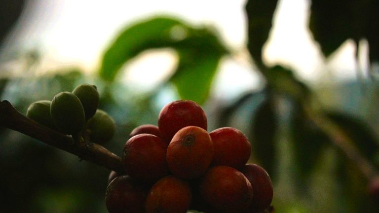 Cafecito